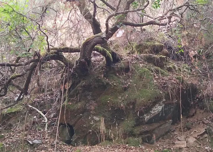 Daire Casinha Estrelas *